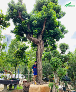 Bán cây nhãn chất lượng, bầu đất lớn, vận chuyển tận nơi