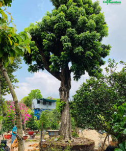 Cây nhãn đẹp, dáng cao thẳng, tán lá xanh mướt