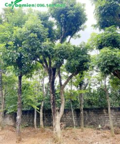 Cây nhãn lâu năm, đường kính 30cm