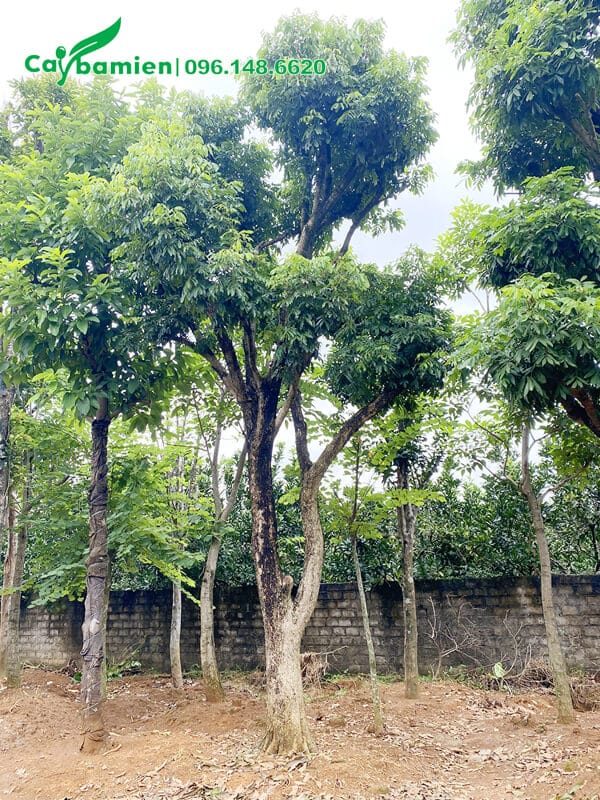 Cây nhãn lâu năm, đường kính 30cm