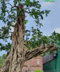 Cây nhãn bonsai giá trị khủng