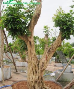 Cây nhãn cổ thụ cao 2m