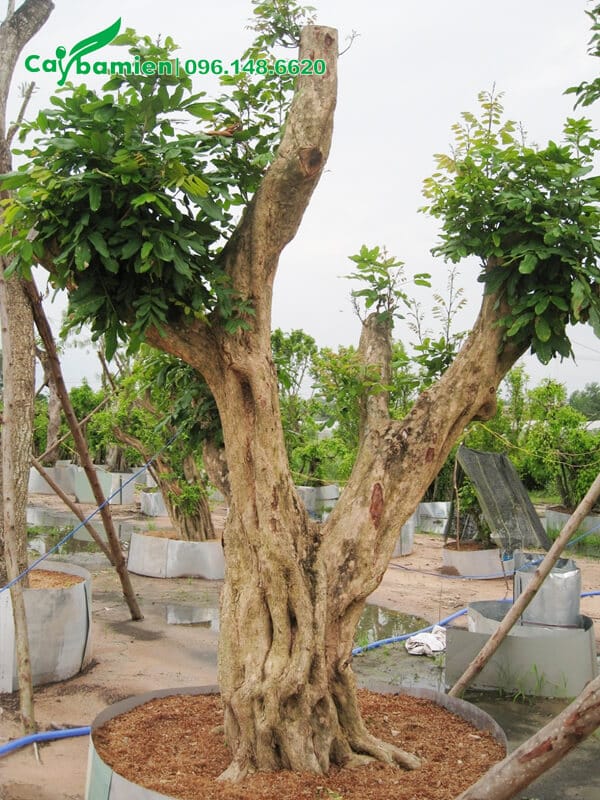 Cây nhãn cổ thụ cao 2m