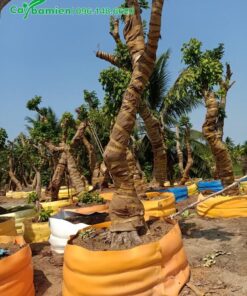 Nhãn giâm ủ thành từng hom