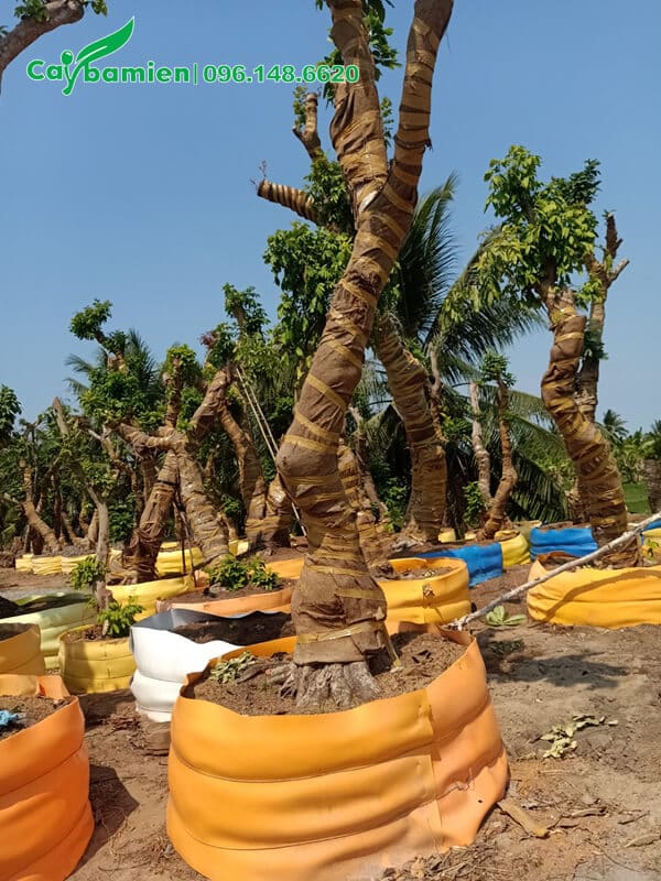 Nhãn giâm ủ thành từng hom