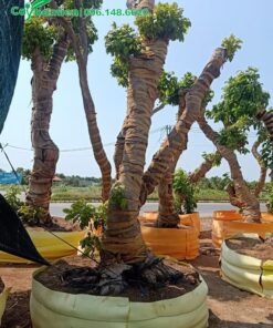 Thân cây nhãn được cuốn lưới giữ ẩm