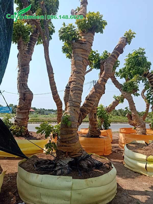 Thân cây nhãn được cuốn lưới giữ ẩm