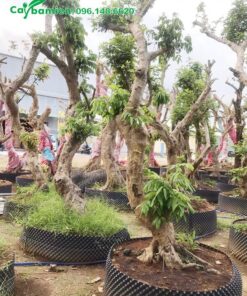 Vườn nhãn lâu năm vừa dâm ủ