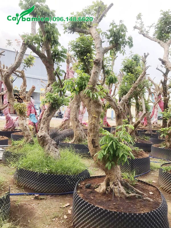 Vườn nhãn lâu năm vừa dâm ủ