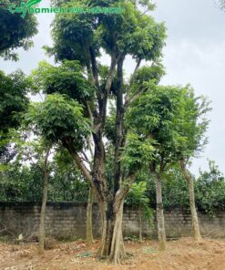 Nhãn trồng công trình có tán lớn đẹp