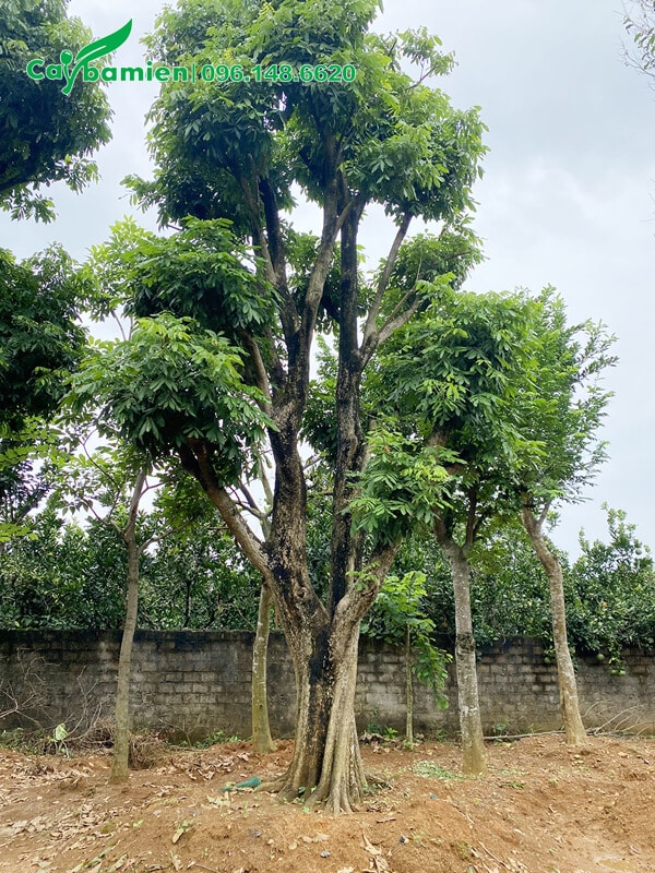Nhãn trồng công trình có tán lớn đẹp
