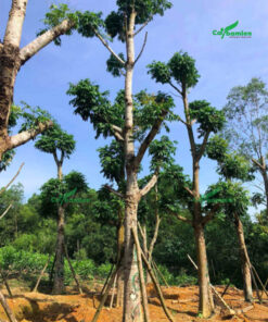 Cây sấu lâu năm, đã cắt tỉa và giâm ủ