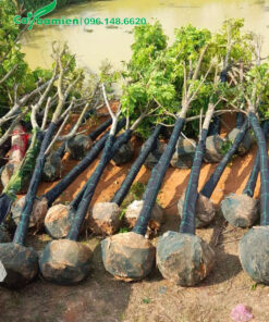 Dùng lưới đen quấn thân cây sấu trước khi vận chuyển quãng đường xa