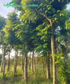 Cây Sấu công trình vanh 40 đã dâm ủ kỹ