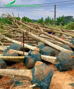 Bứng nóng số lượng lớn cây Sấu công trình đường kính gốc 25cm