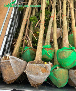 Hàng chục cây Sấu đường kính gốc 12 - 15cm xếp gọn trên xe