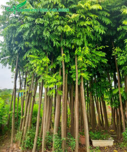 Dâm ủ hàng loạt cây sấu cao hơn 4cm