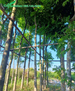 Sấu công trình dâm ủ theo hàng, có giàn đỡ