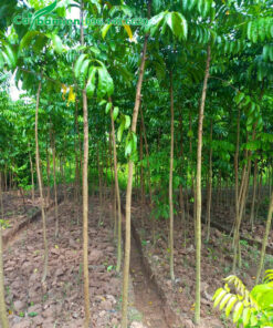 Vườn cây sấu giống cao hơn 1m