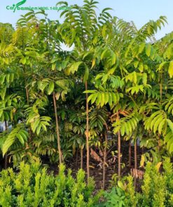 Cây giống cao 2m, giá bán khá rẻ