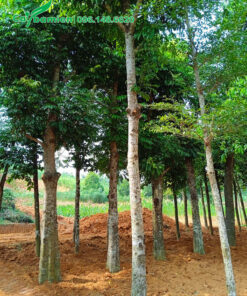 Dâm ủ hàng loạt cây sấu lâu năm tay cành đẹp