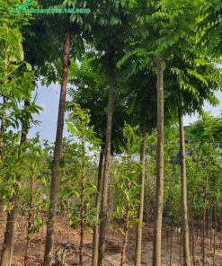 Trồng xen kẽ cây công trình khác cùng với cây Sấu