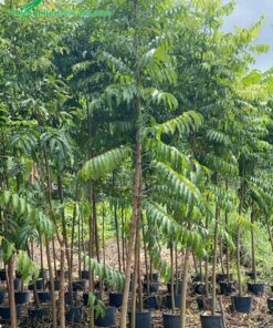 Cây giống ướm hạt vẫn còn nguyên trong bầu