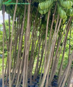 Hàng chọn, thân cây có độ đồng đều cao về kích thước