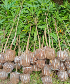 Hàng chục cây Tứng Gà lêkima nhỏ mới bứng bầu