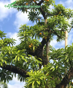 Cây Trứng Gà bonsai đang ra trái