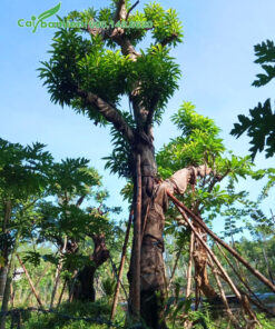 Đường kính của cây trứng gà cổ thụ đạt 40cm