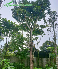 Cây Trứng Gà công trình cao hơn 5m