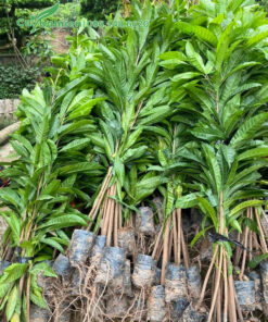 Cây Lê Ki Ma giống bó thành từng bó 10 cây