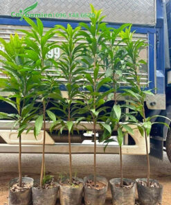 Cây giống lekima nguyên bầu chiều cao khoảng 1m