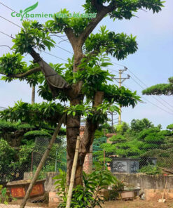 Cây Trứng Gà lâu năm dâm ủ tại vườn