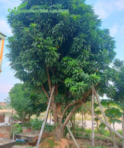 Cây Trứng Gà lâu năm, tán lớn đường kính khoảng 3m