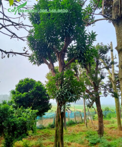 Cây Trứng Gà dâm ủ nhiều nhăm cao khoảng 5m