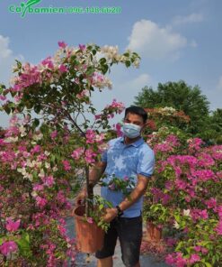 Mua chậu hoa giấy nhỏ cao 1m5