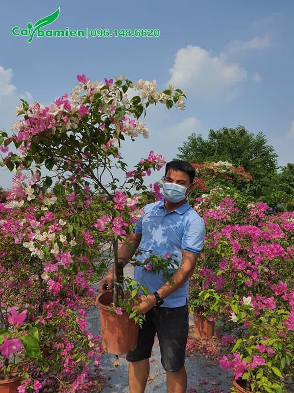 Mua chậu hoa giấy nhỏ cao 1m5