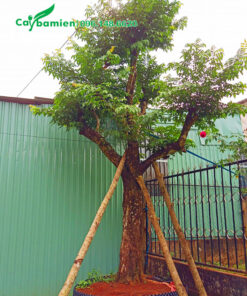 Dâm ủ cây khế cổ thụ vanh 80 - 90cm