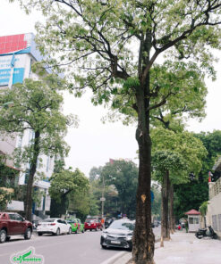 Cây cao thẳng có thể cho bóng mát, khai thác lấy gỗ