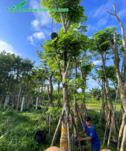 Giáng Hương huyết cao 5m