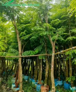 Vườn dâm ủ số lượng lớn cây Giáng Hương Huyết đường kính gốc từ 8 - 12cm