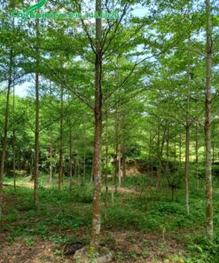 Vườn bàng công trình, chuẩn giống Madagascar