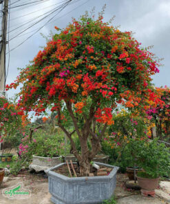 Chậu cây bông giấy bonsai tán đẹp