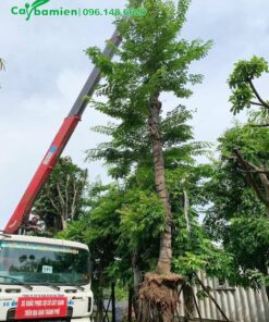 Dùng xe có cần cẩu để đưa cây giáng hương công trình vào hố giâm ủ