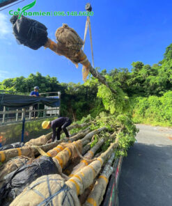 Cẩu xếp cây lâu năm, chiều cao 6 - 7m lên xe tải