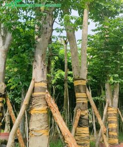 Giáng hương gốc khủng, đường kính tới 30cm