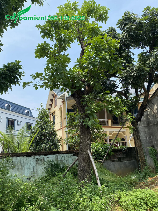 Lộc Vừng cổ thụ đã dâm ủ lâu năm