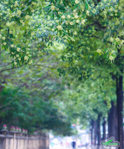 Hàng hoa sữa cao lớn, trồng thẳng tắp trên đường phố Hà Nội